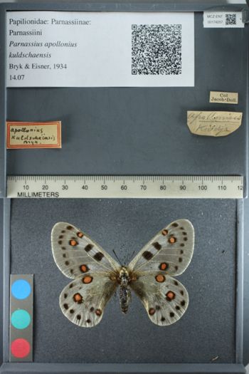 Media type: image;   Entomology 174257